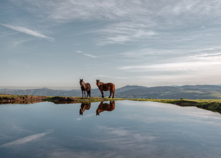 A pair of native horses are reflected in the pool in Xistral Abadin Lugo Galiciaの写真素材