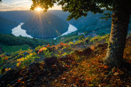 Dusk falls over the vineyard covered slopes in a bend of the Minho River in Ribeira Sacra Lugo, Galiciaの写真素材