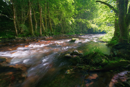 The lateral light of the sunset filters through the avenue of a river near Triacastela Lugo Galicia