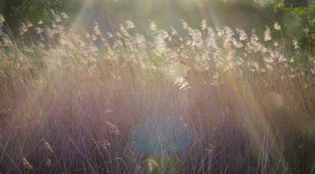 Abstract spring hippie style background with wheat stalks and golden light in the fields of Lugo...