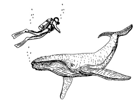 Whales. Sketch set. Hand drawn Zoo illustrationのイラスト素材