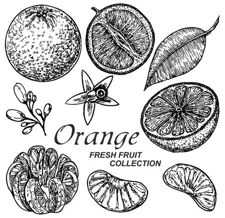 Set of illustrations with Orange in engraving styleのイラスト素材