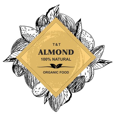 Almonds Hand drawn sketches vector in vintage styleのイラスト素材