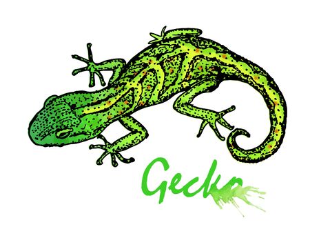 Gecko. Vector illustration isolated on white backgroundのイラスト素材