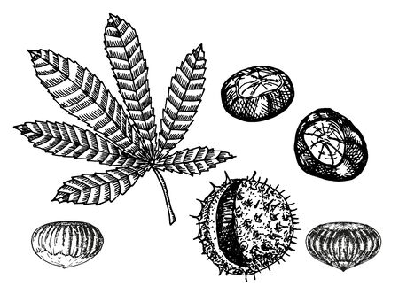 Chestnut set of vector sketches on white background. Chestnut leaf and nuts drawing setのイラスト素材