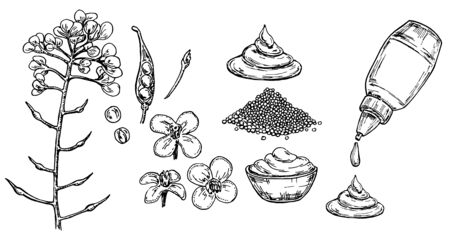 Mustard sauce in bowl vector drawing. Hand drawn food ingredientのイラスト素材
