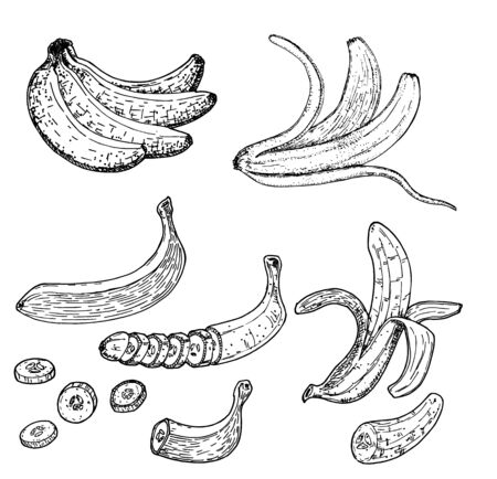Bananas sketch set. Drawing with the image of bananas in different versions.のイラスト素材