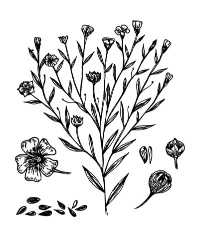 Collection of flax plant seeds and flowers. Botanical Illustrationのイラスト素材