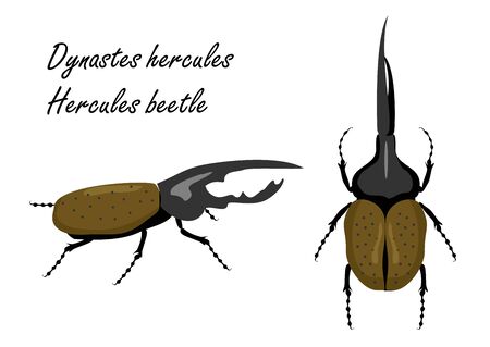 Cute huge rare crawly Dynastes giganteus on white backdrop. Hercules beetleのイラスト素材