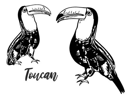 Toucan sketch set, tropical bird in different positions. American forest toco toucan bird. Exotic wild bird for t-shirt print and Amazonian wildlife symbol designのイラスト素材