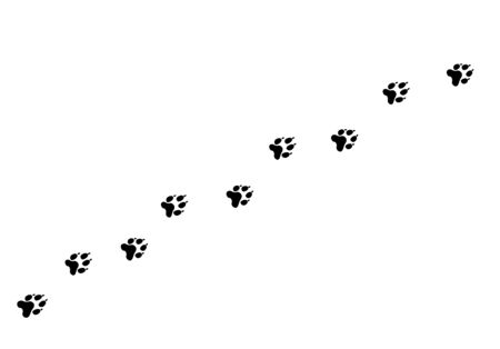 Footpath trail of animal. Dog or cat paws walking randomly print vector isolated on white background. Trail footpath wildlife, footprint silhouette illustration.のイラスト素材