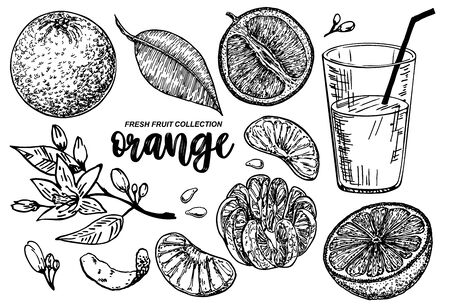 Orange set sketch. Collections of Oranges. Branches with citrus fruits. Flowering plant with leaves. Hand drawn vector illustration. Perfect for packing, greeting cards, invitations, prints etcのイラスト素材