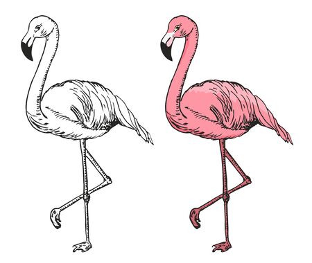 Flamingo sketch vector illustration. Black and white and color sketch flamingo, exotic bird.のイラスト素材