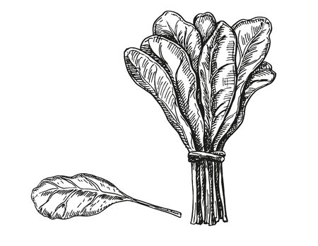 Spinach leaves hand drawn vector set. Fresh farm green leaves handmade retro illustrations. Vegetable engraved style illustration.のイラスト素材
