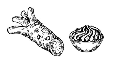 Wasabi root, sauce spill vector drawing. Hand drawn sushi ingredient sketch. Traditional asian food condiment. For template label, packing designのイラスト素材