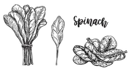 Sketch of spinach. Isolated on white background. Hand drawn vector illustration. Retro style. Farm green leaves hand drawn retro illustrations. Vector artwork isolated on white backgroundのイラスト素材