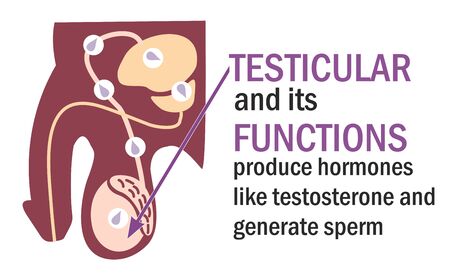 Testicles Testes . Testicle and its functions. Infographics. Anatomy of testis in human bodyのイラスト素材