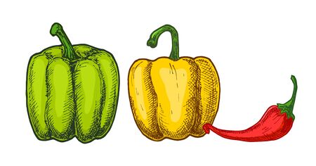 Different types of peppers. Peppers of different colors. Bell sweet pepper and red hot chili peppers. Vintage market fresh vegetables set. Spicy foodのイラスト素材