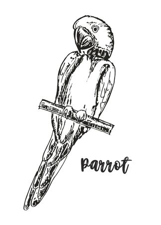 Macaw parrot. Sitting on the branches of parrot. Wildlife of the jungle and tropical forests of the Amazon. Realistic vector sketch animals isolated on white background.のイラスト素材