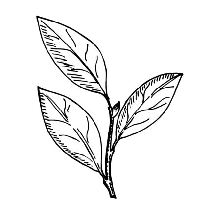Bay leaf vector hand drawn illustration. Isolated spice object. Engraved style seasoning laurel. Detailed organic product sketch. Cooking flavor ingredient. Great for label, sign, iconのイラスト素材