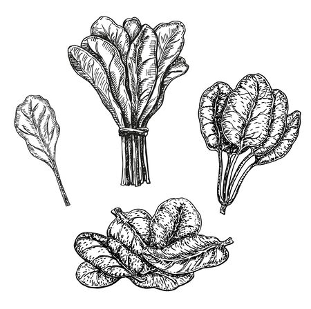 Hand drawn sketch style spinach set. Fresh farm green leaves retro illustrations. Vector artwork isolated on white background. Vegetable engraved style. Detailed botanical drawingのイラスト素材