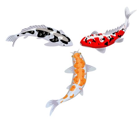 Koi carp fishes vector illustration. Japanese koi fish isolated on white background, chinese goldfish image. Isolated hand drawn fishes. Underwater wildlife illustration in vectorのイラスト素材
