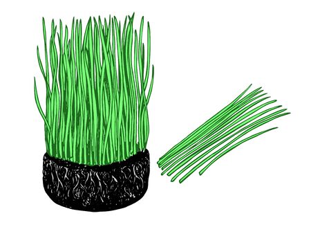 Nutritious homegrown wheat grass or barley grass plants. Isolated sprouts. Bunch of wheat with roots. Agricultural field. Growing young sprouts plant shoots. Grain crops spring soil. Vector image.のイラスト素材