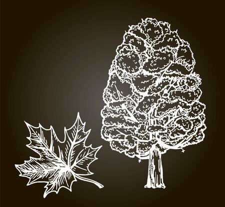 Maple tree sketch on a black background. Hand drawn vector illustration. Retro style. Sketch.のイラスト素材