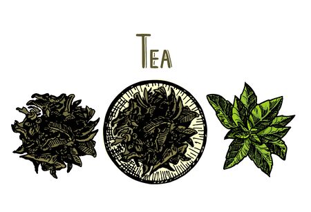 Sketch vector elements set of tea. Fresh leaves and pile dry tea. Color sketch illustrationのイラスト素材