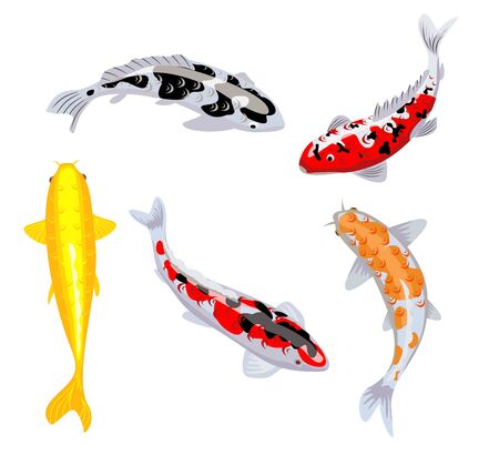Koi carp fishes vector illustration. Koi fish. Japanese koi fish isolated on white background, chinese goldfish image. swimming oriental goldfish set isolated on blue background.のイラスト素材