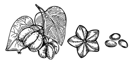 Sacha inchi plant and seed sketch. Engraved vector illustration. Medical, cosmetic plant. Sacha inchi essential oil. Cosmetics, medicine, treating, aromatherapy package design skincare.のイラスト素材