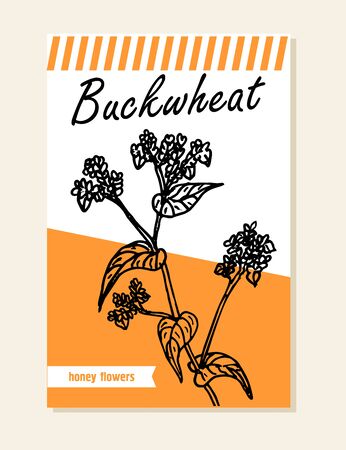 Buckwheat label, sticker and card for wildflower honey products. Banners for beekeeping and apiculture with sketch hand drawn illustrationsのイラスト素材