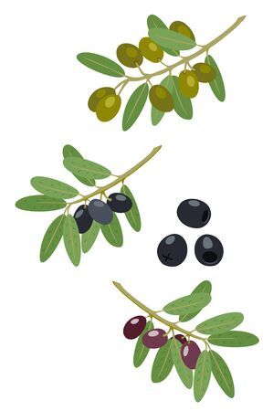 Olives and olive branches vector collection. Greek olives branch, summer oil food tree twigs and leaves vector illustrationのイラスト素材