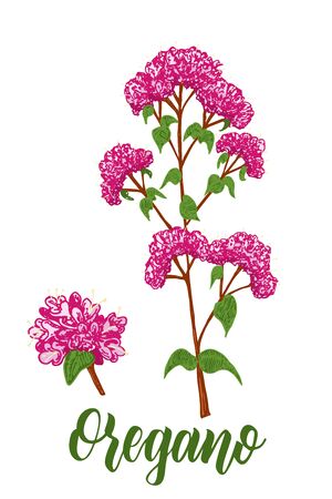 Origanum vulgare, Oregano color vector hand drawn sketch. Culinary herbs collection. Great for cooking, medical, gardening designのイラスト素材
