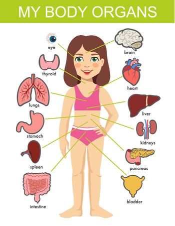 Girl internal organs. hild vector medical organs system. Female human internal organs on girl body infographic diagram for childrens education. Isolated on white background.のイラスト素材