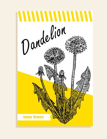 Dandelion. Honey plants. Label, sticker and card for wildflower honey products. Banners for beekeeping and apiculture with sketch hand drawn illustrations.のイラスト素材