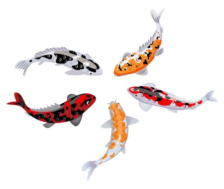 Koi carps. Koi japanese fish vector illustration. Chinese goldfish. Koi symbol of wealth. Aquarium illustration. Fish seamless pattern. Japanese carp and colorful oriental koi in Asia.のイラスト素材