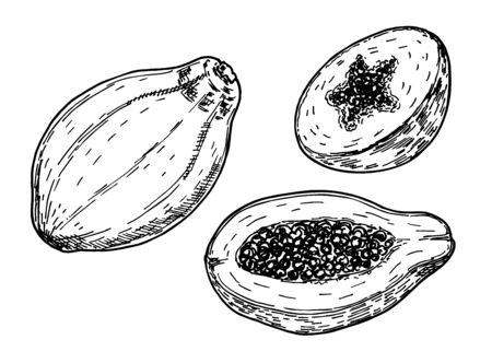 Vector sketch drawing illustration of papaya isolated on white background. Hand drawn tropical fruit illustration. Whole and sliced papayaのイラスト素材