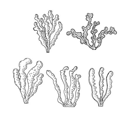Kelp, Brown algae vector illustration. Isolated drawing on white background. Superfood object. Organic healthy food sketch.のイラスト素材