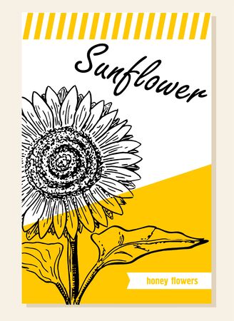 Sunflower. Honey plants. Label, sticker and card for wildflower honey products. Banners for beekeeping and apiculture with sketch hand drawn illustrationsのイラスト素材