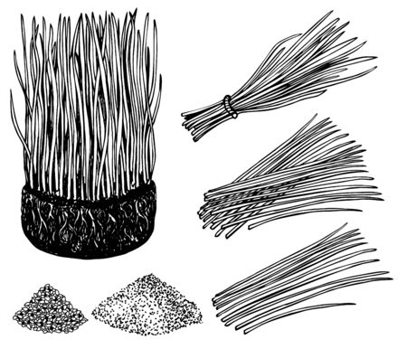 Nutritious homegrown wheat grass or barley grass plants. Isolated sprouts. Bunch of wheat with roots. Barley grass and powder. Agricultural field. Growing young sprouts plant shoots. Vector image.のイラスト素材