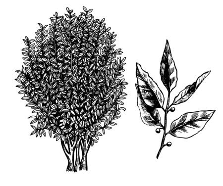 Bay laurel tree, branch and leaves. Ink sketch isolated on white background. Hand drawn vector illustration. Retro style.のイラスト素材