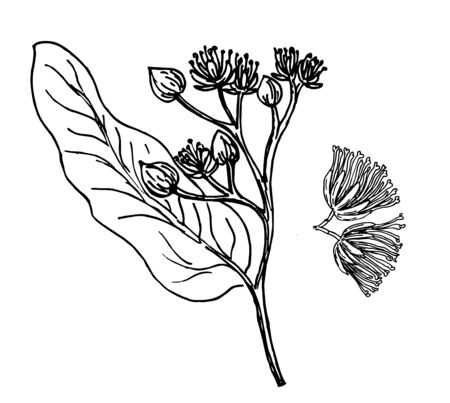 Sketch vector linden sprig. Linden tree branch with flowers. Floral vintage hand drawn style illustration. Honey flower drawing isolated on white backgroundのイラスト素材