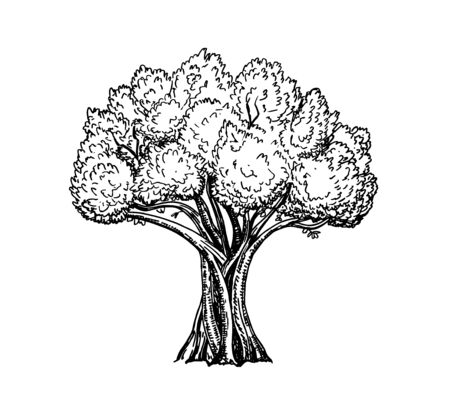 High detail illustration of olive tree, hand drawn, vector. Vintage olive engraved background. Hand drawn illustration Retro style.のイラスト素材