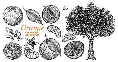 Vector set oranges hand drawn sketch. Hand drawn set of different kinds of citrus fruits. Food elements collection for design, Orange tree. Vector illustration.