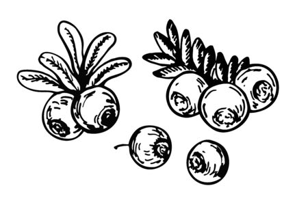 Cranberry vector drawing. Ripe cranberry with leaves and branches sketch. Berry engraved style illustration. Vintage retro style. Detailed hand drawn vegetarian food. Great for label, posterのイラスト素材