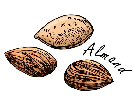 Almond seeds in engraving style. Vector vintage illustration. Hand drawn color sketch of full and shelled nutsのイラスト素材