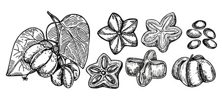Sacha inchi plant and seed sketch. Engraved vector illustration. Medical, cosmetic plant. Sacha inchi essential oil. Cosmetics, medicine, treating, aromatherapy package design skincare.のイラスト素材
