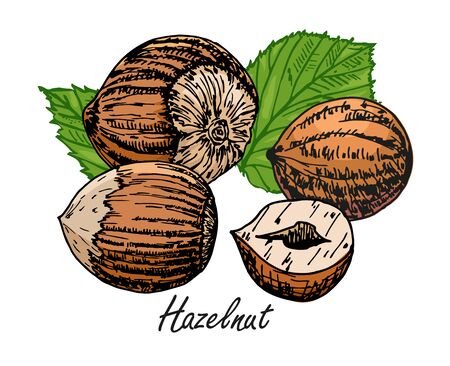 Hazelnut hand illustration. Set of hazelnuts icons isolated on white background. Design elements for logo, label, emblem, sign, poster. retro styleのイラスト素材