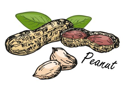 Peanut set. Color sketch of nuts. Hand drawn vector illustration. Isolated on white background. Retro style.のイラスト素材